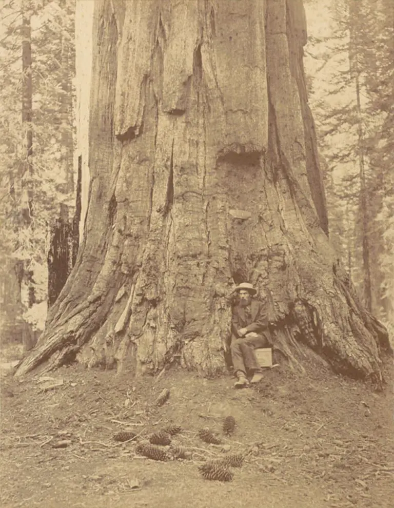 Eadweard Muybridge seated at the base of a giant sequoia in 1872
