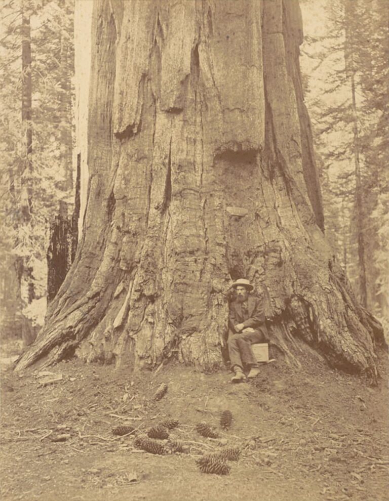 Eadweard Muybridge seated at the base of a giant sequoia in 1872