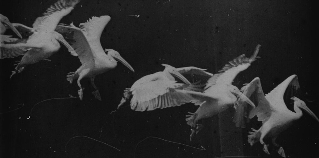 Marey chronophotograph of a pelican in flight shown as a sequence of wing positions